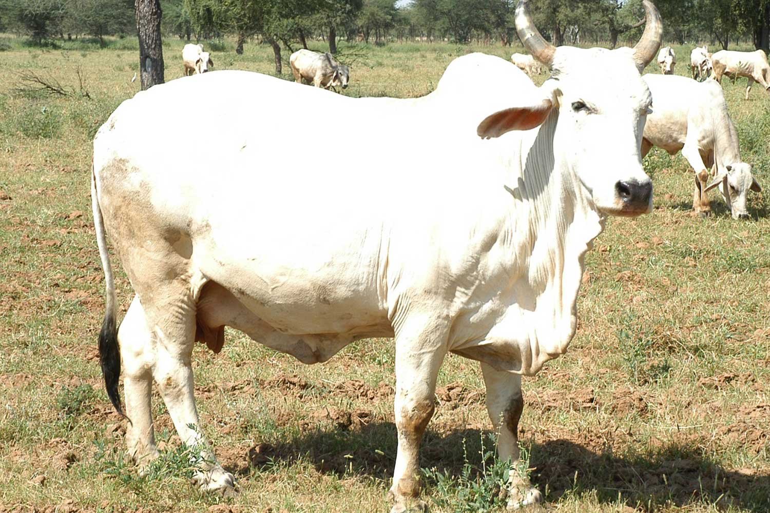 DairyFarming
