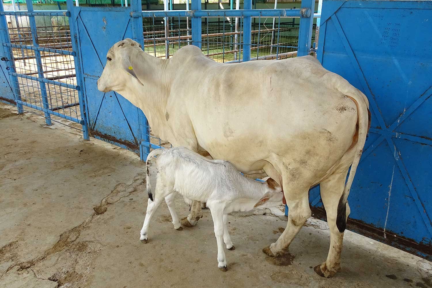 DairyFarming4