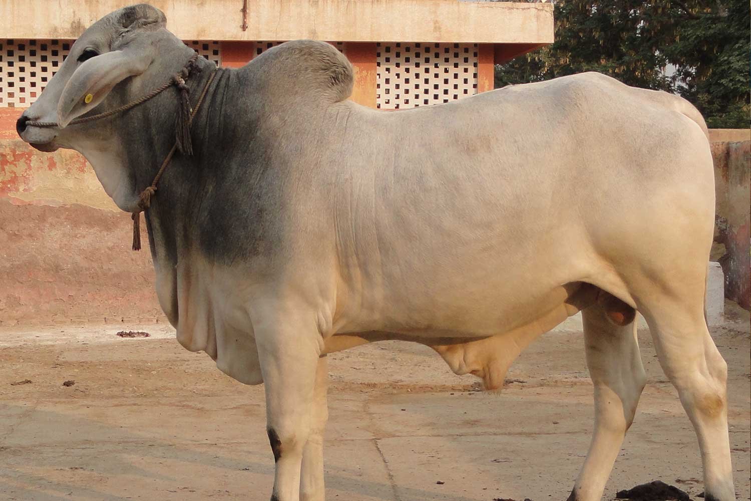 DairyFarming4