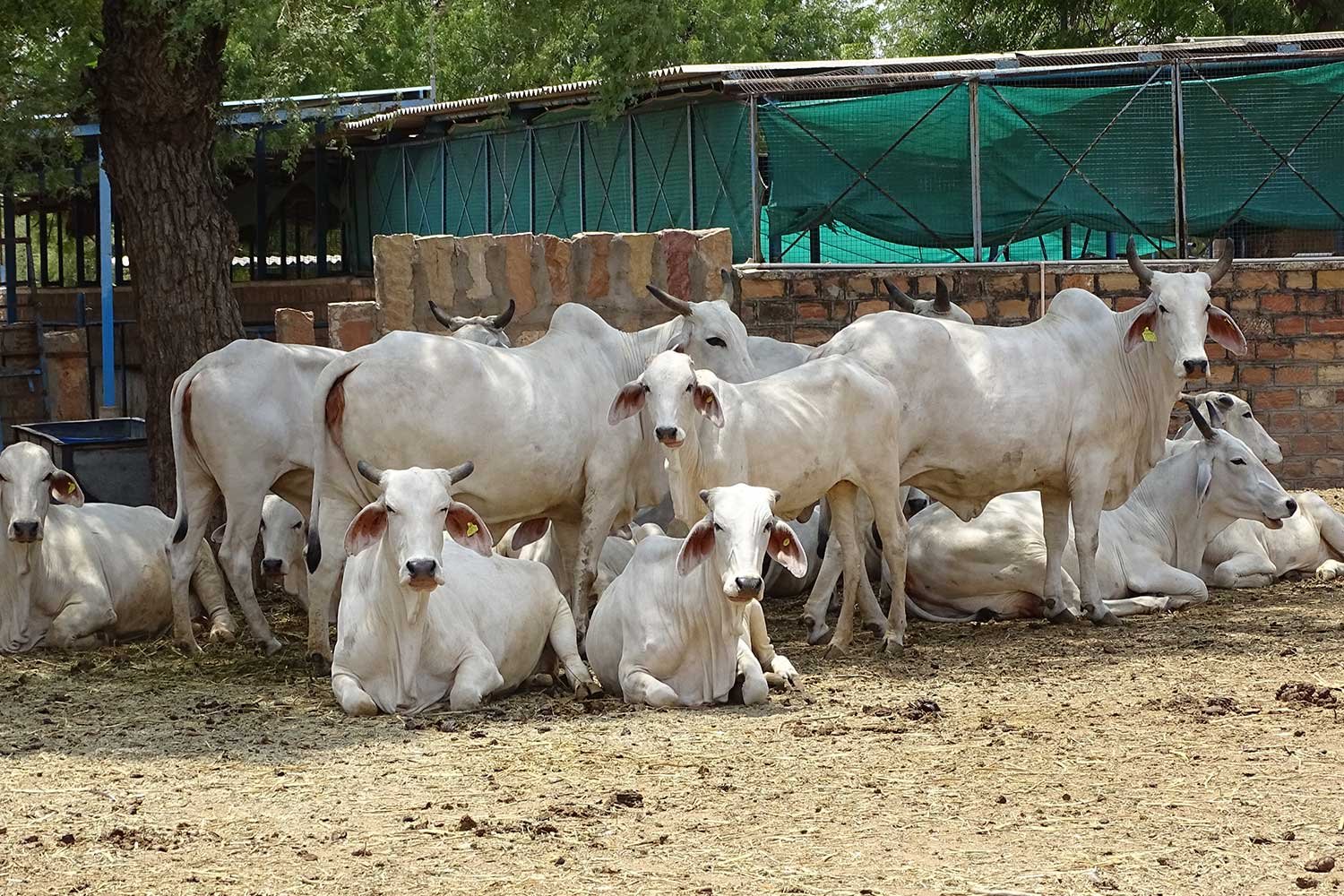 DairyFarming5