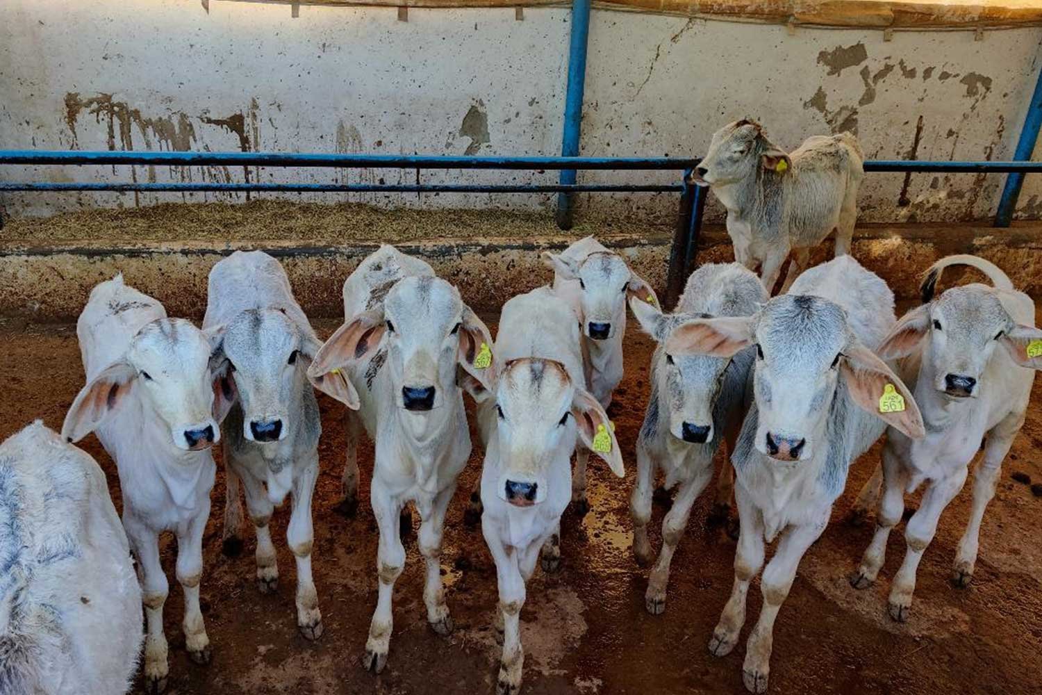 DairyFarming5