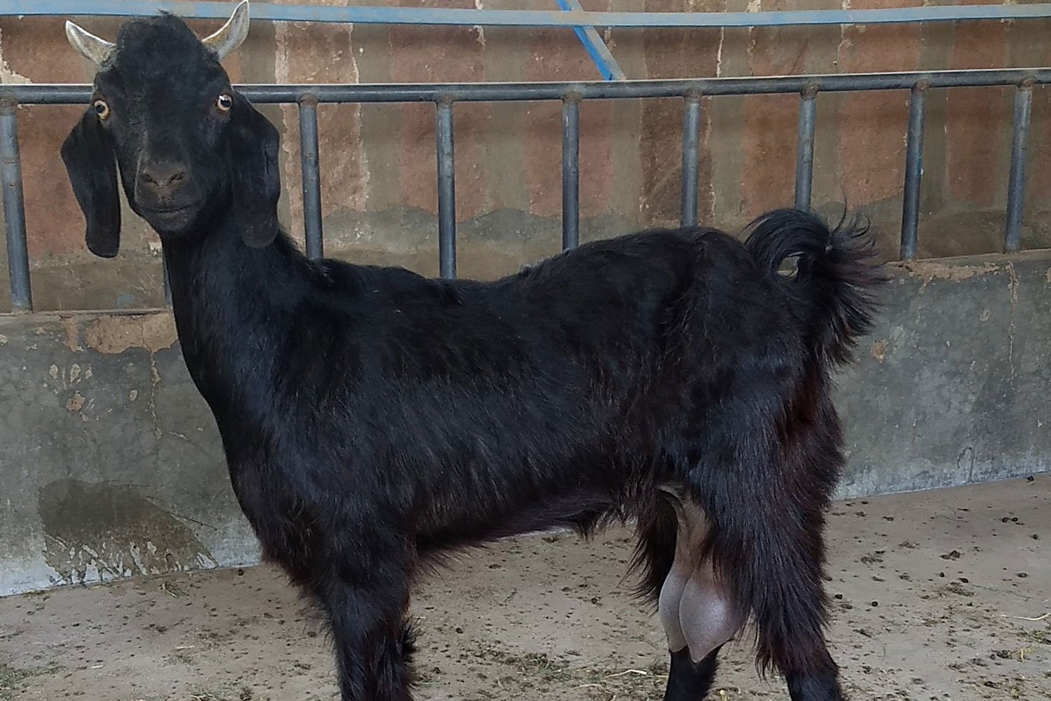 GoatAndSheepFarming3