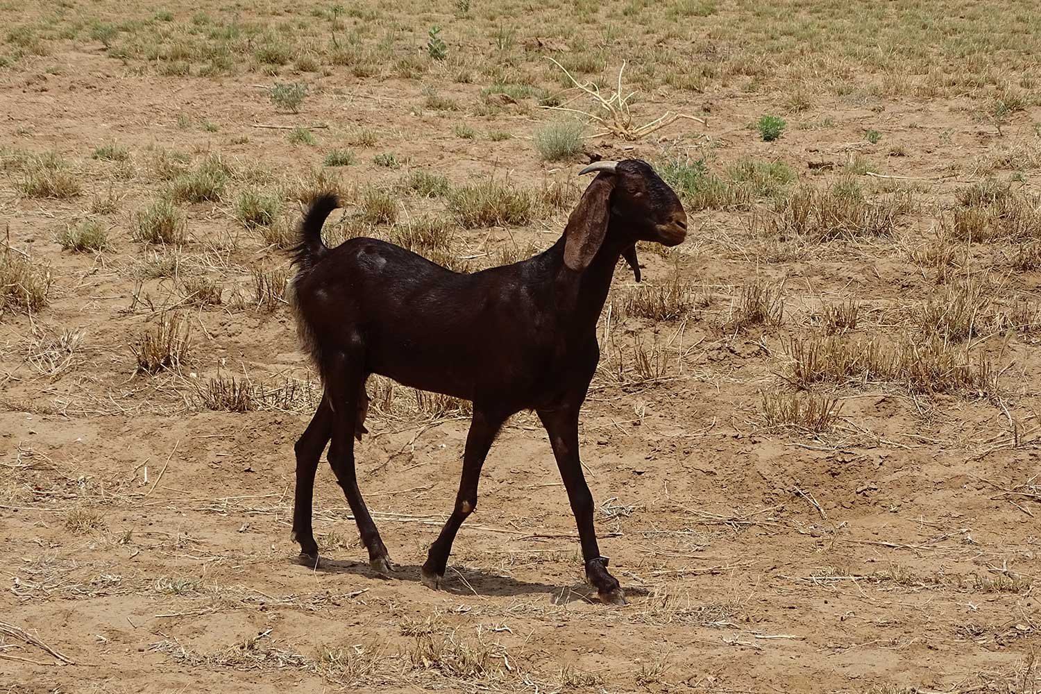 GoatandSheep