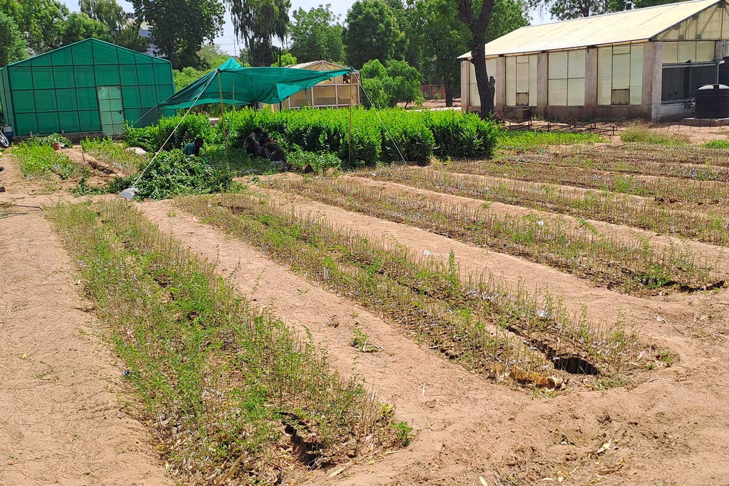 KhejariNursery4