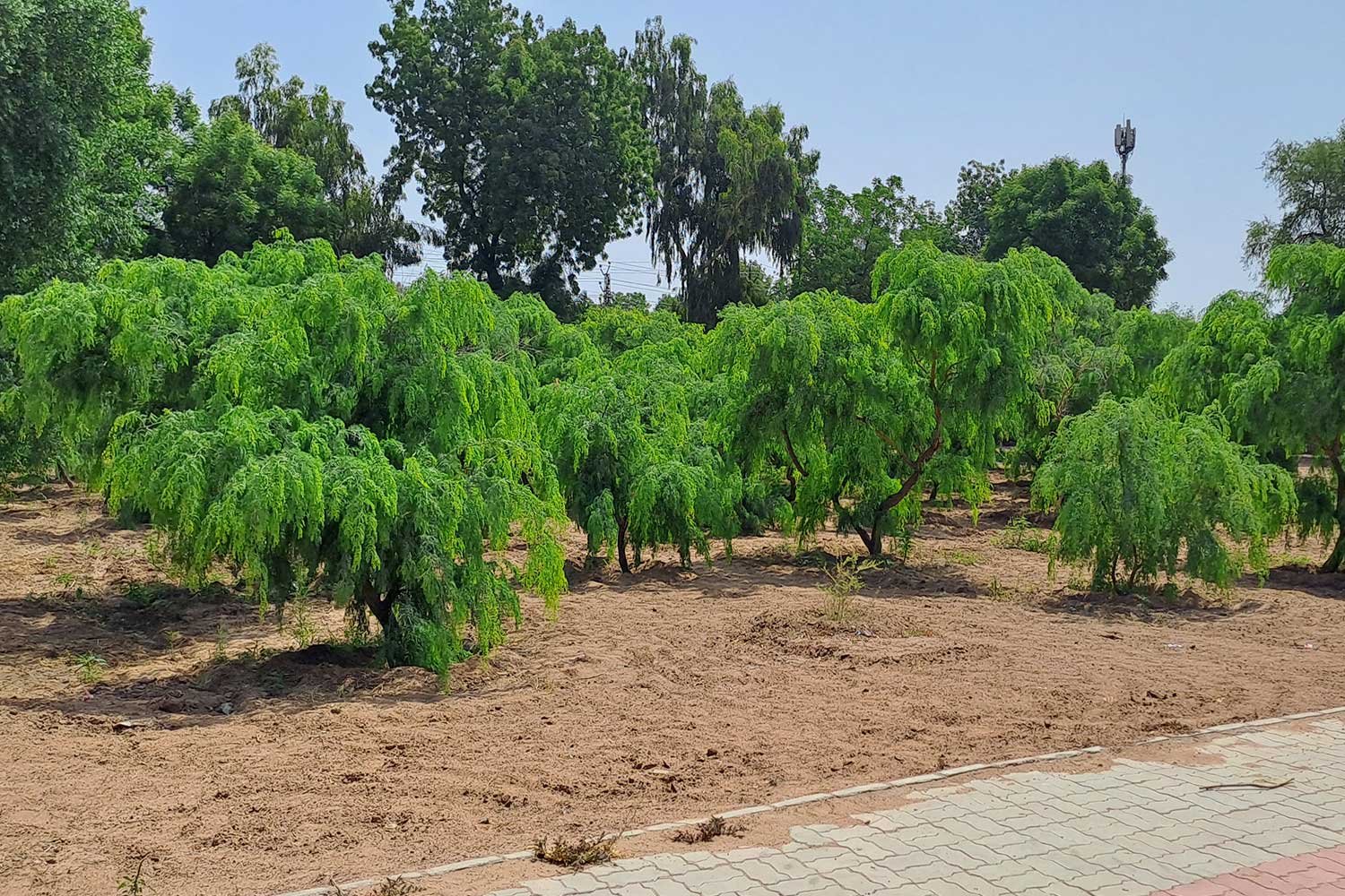 KhejariNursery5