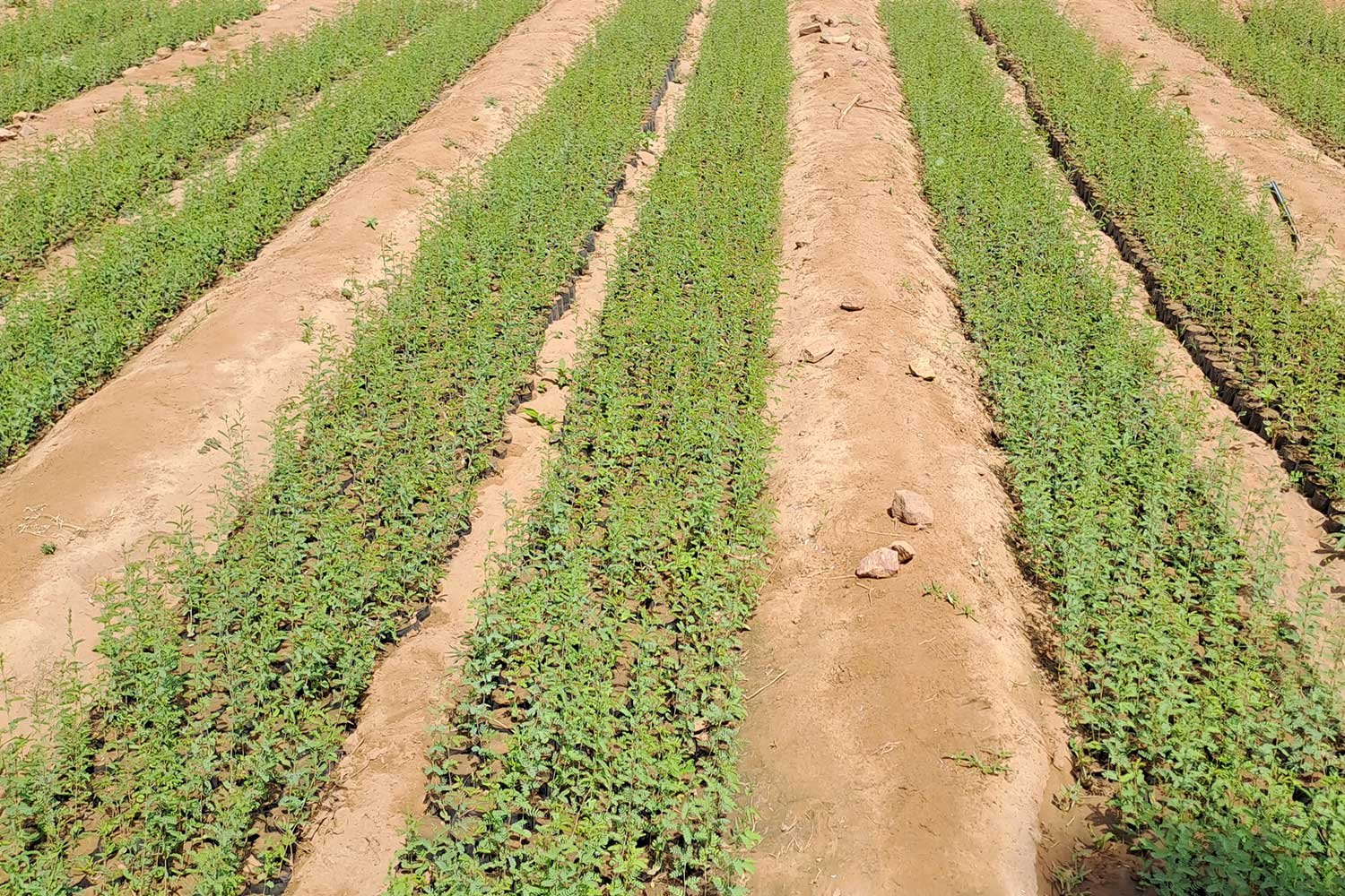 KhejariNursery7