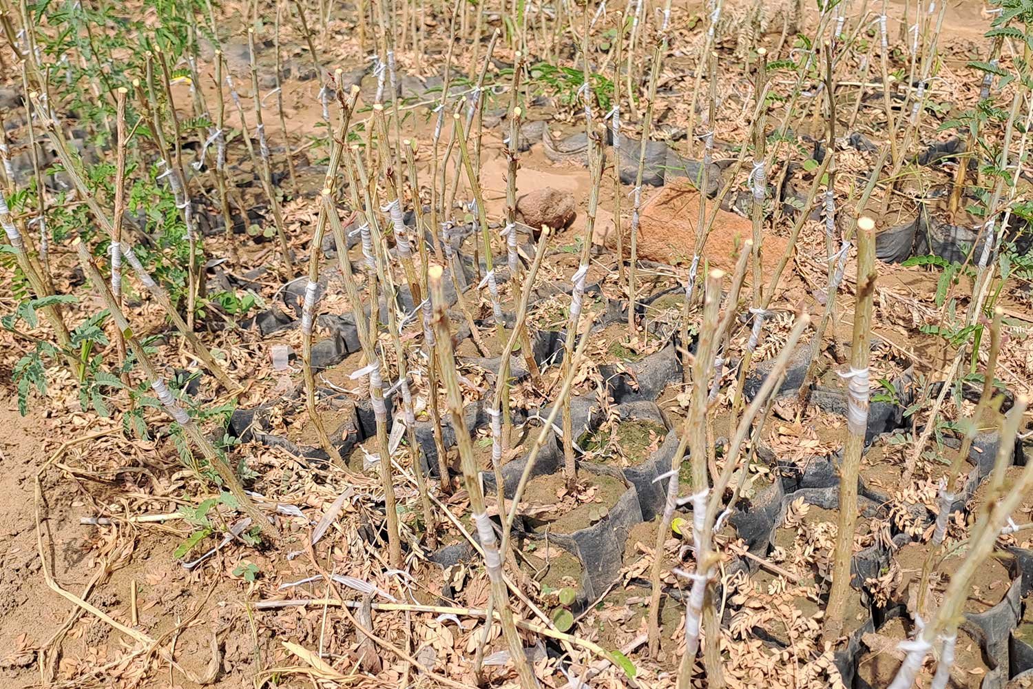 KhejariNursery8