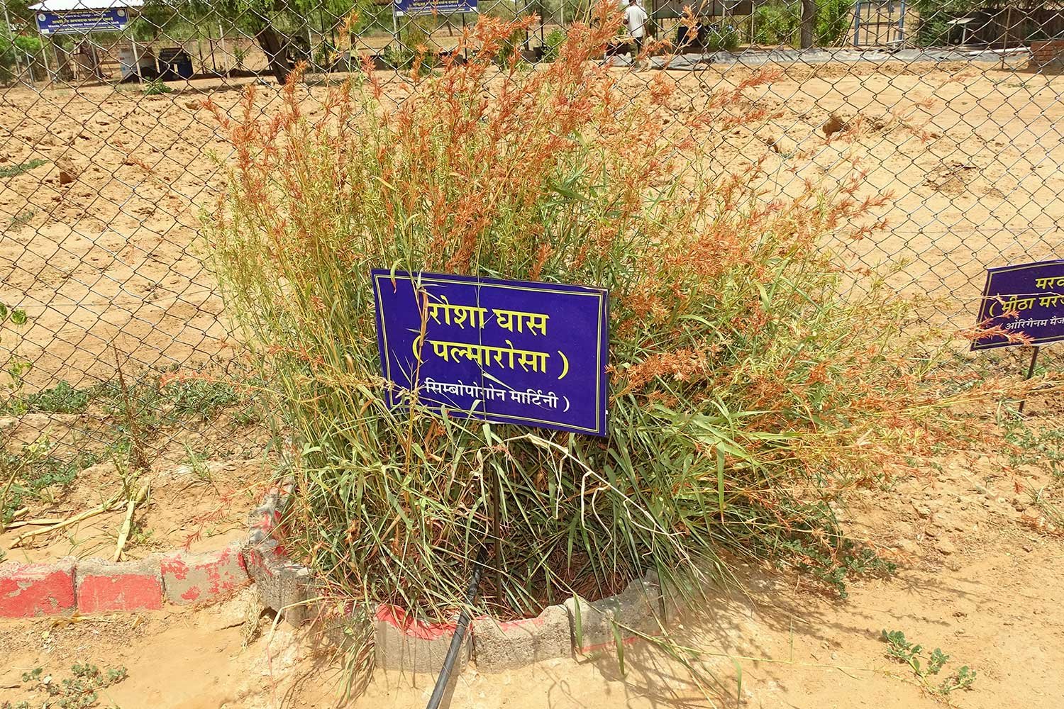 MedicinalPlant