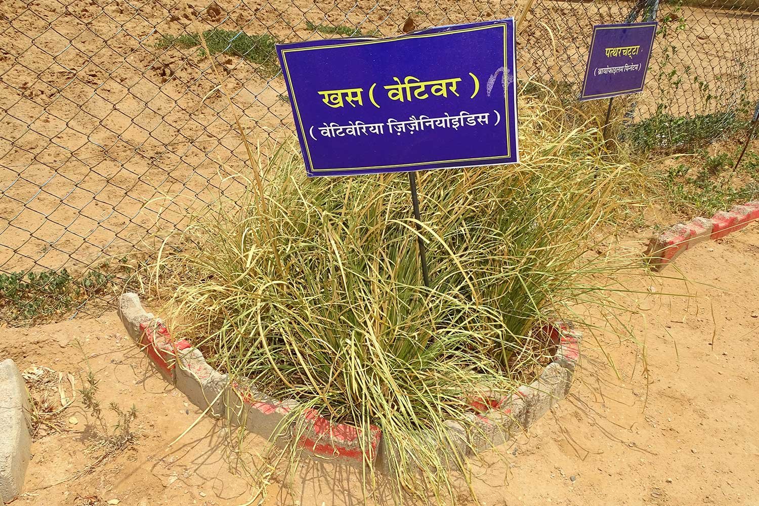 MedicinalPlant3