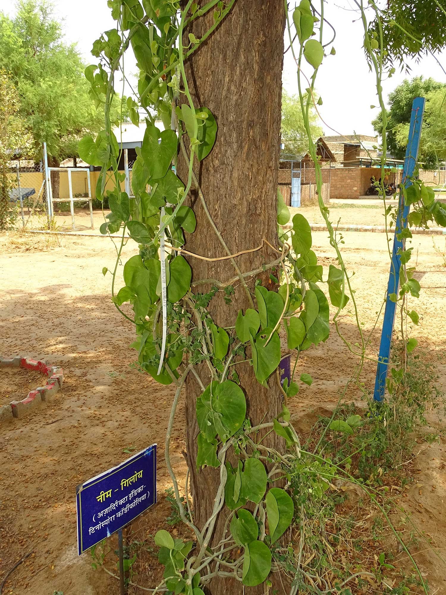 MedicinalPlant4