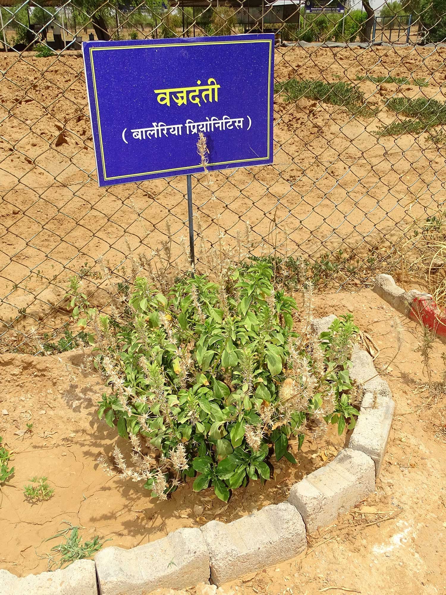 MedicinalPlant6