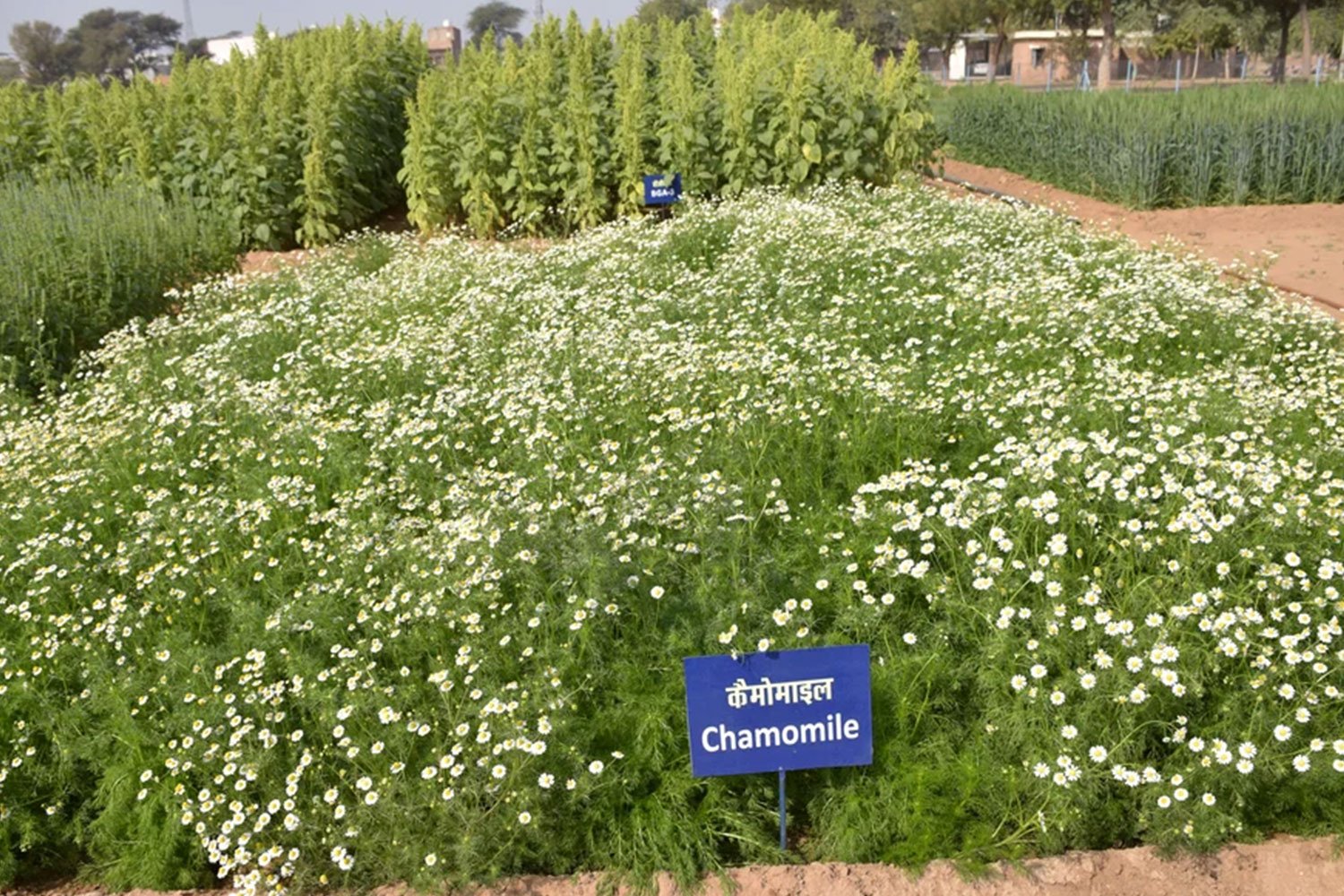 MedicinalPlants11