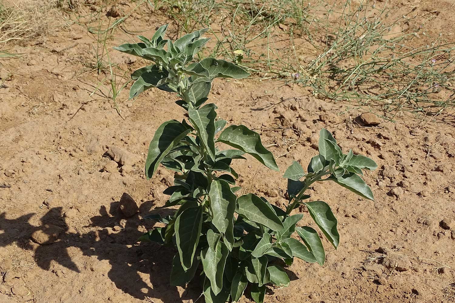 MedicinalPlants6