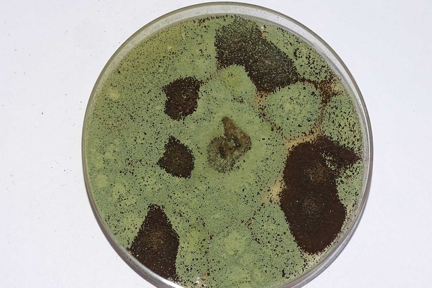 Microbial2