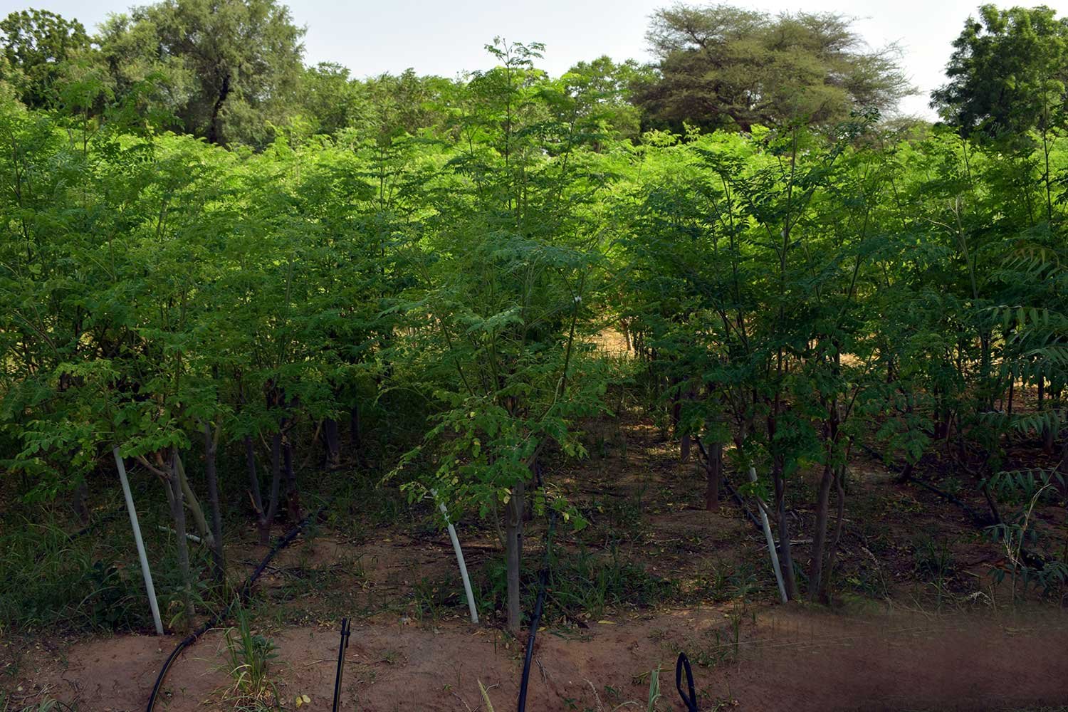Moringa2