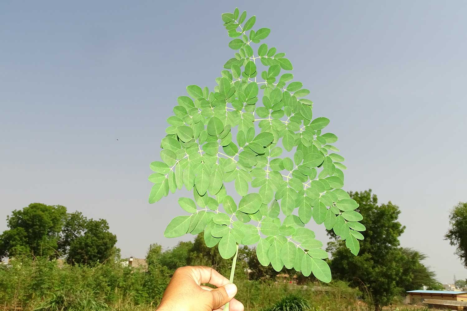Moringa3