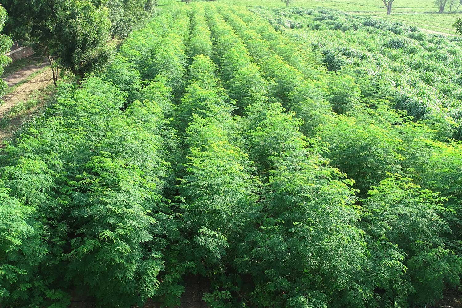 Moringa3
