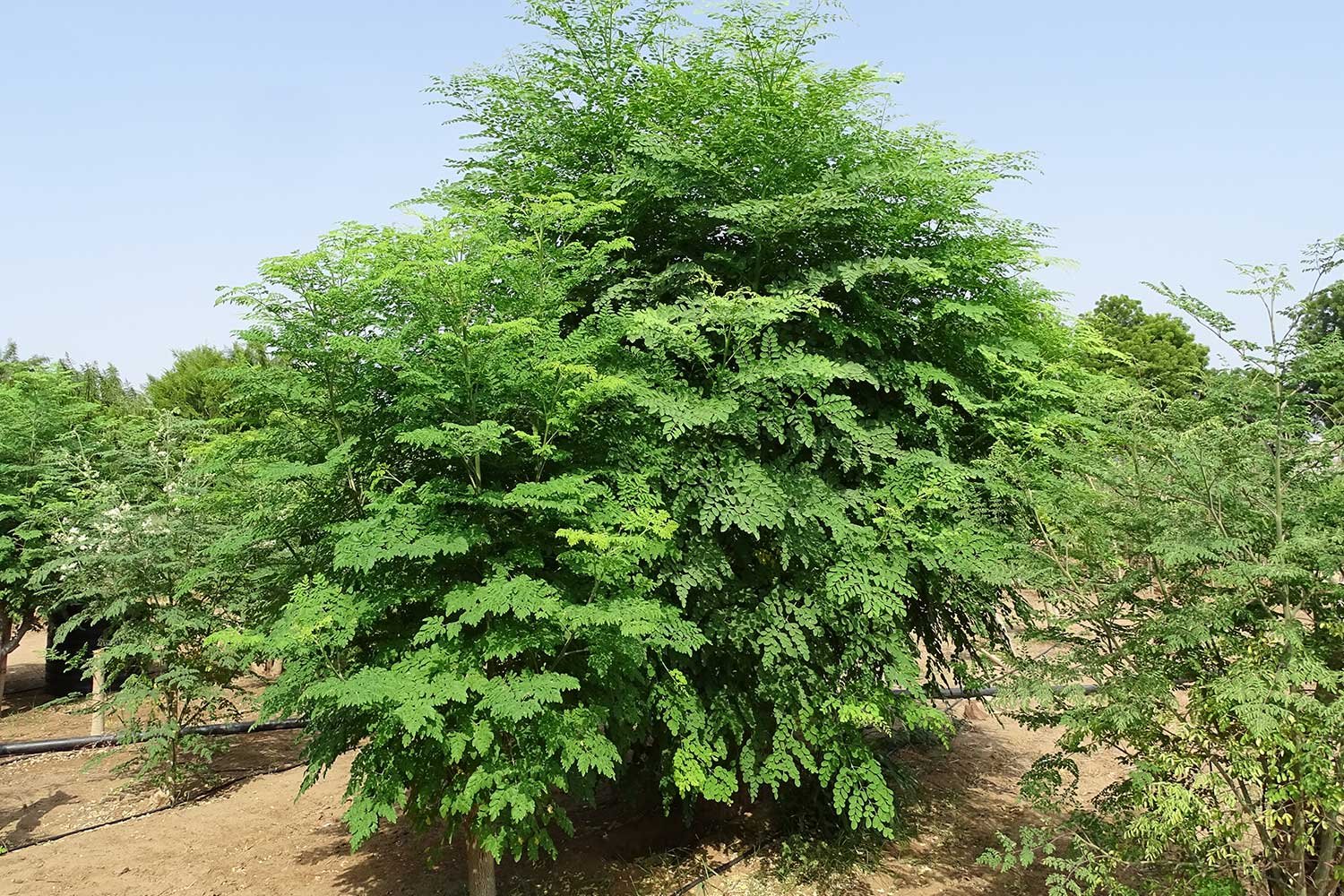Moringa4