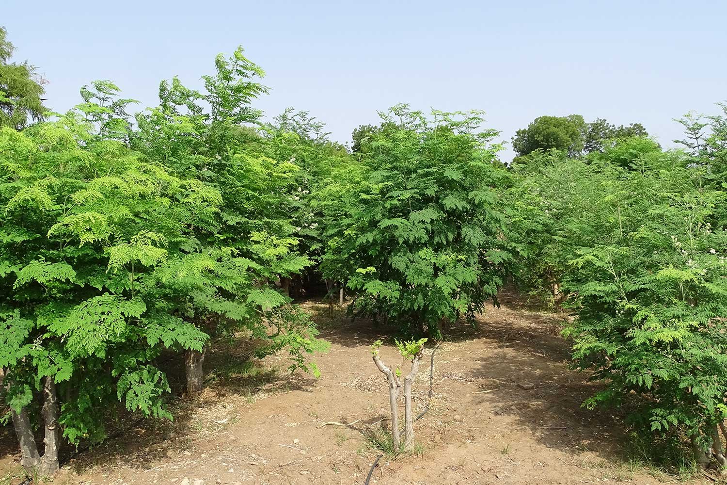 Moringa5