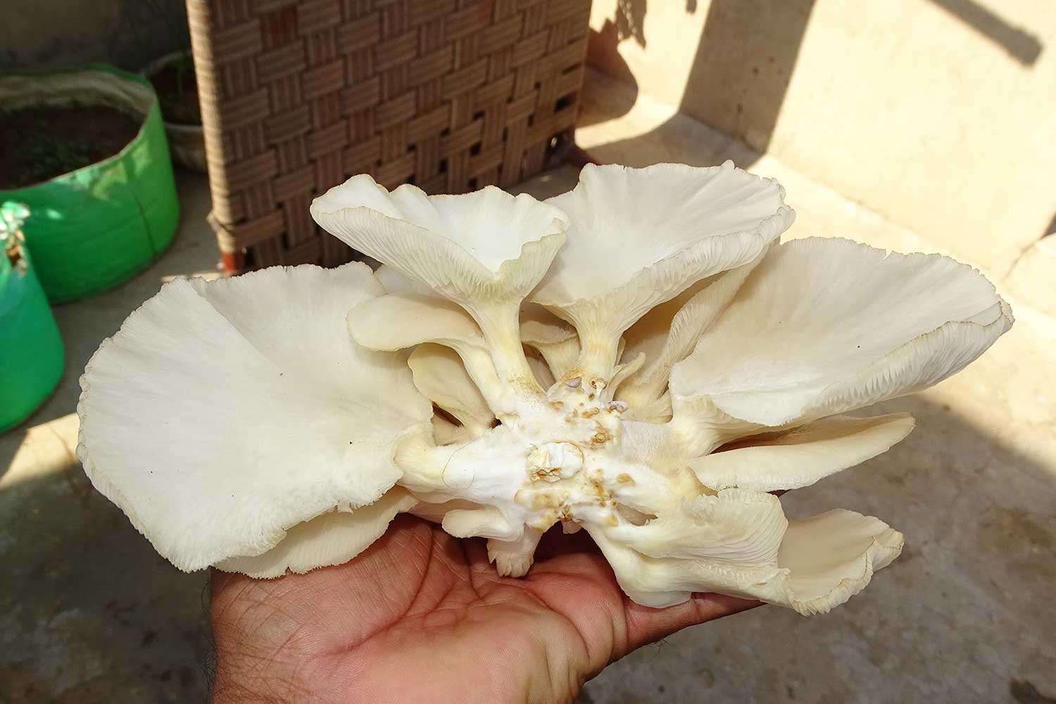 Mushroom4