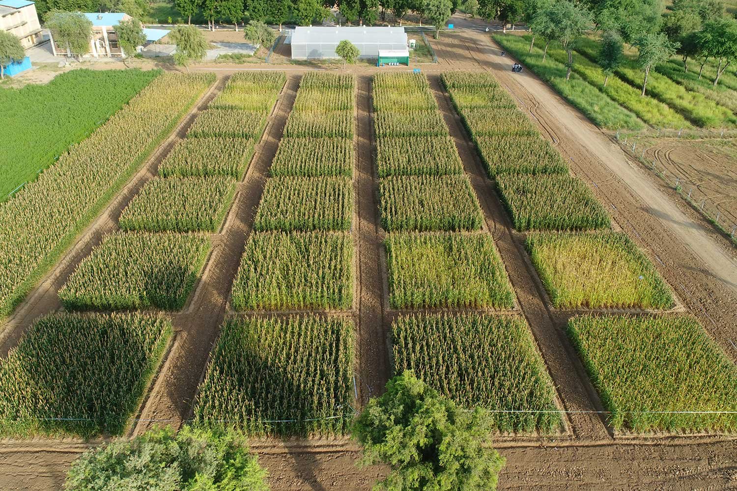 OrganicFarming13