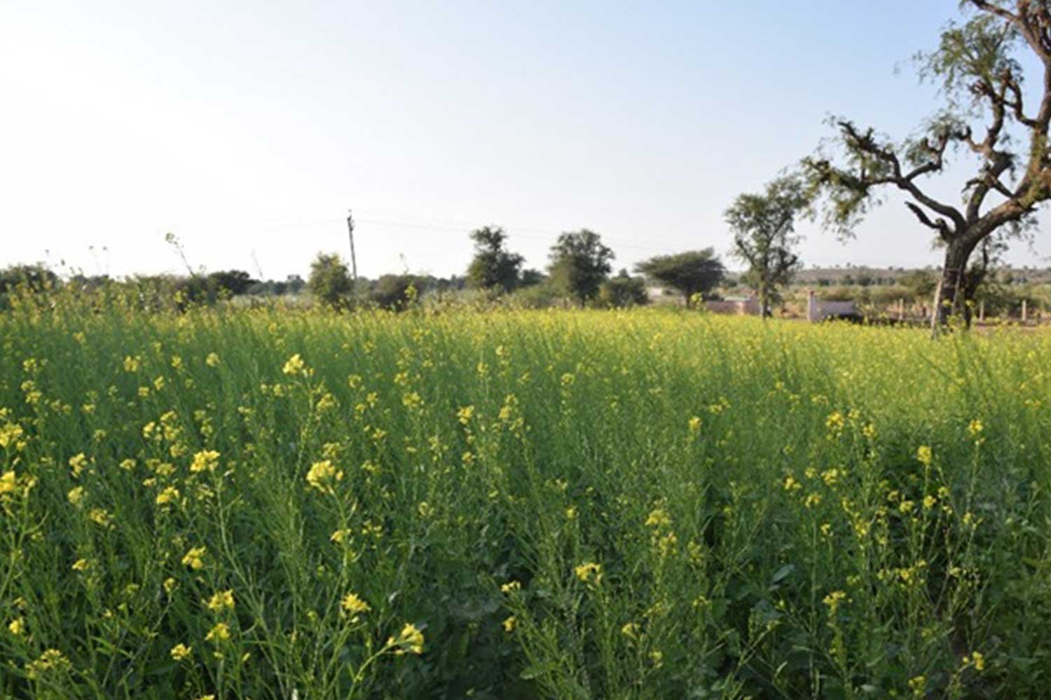 OrganicFarming4