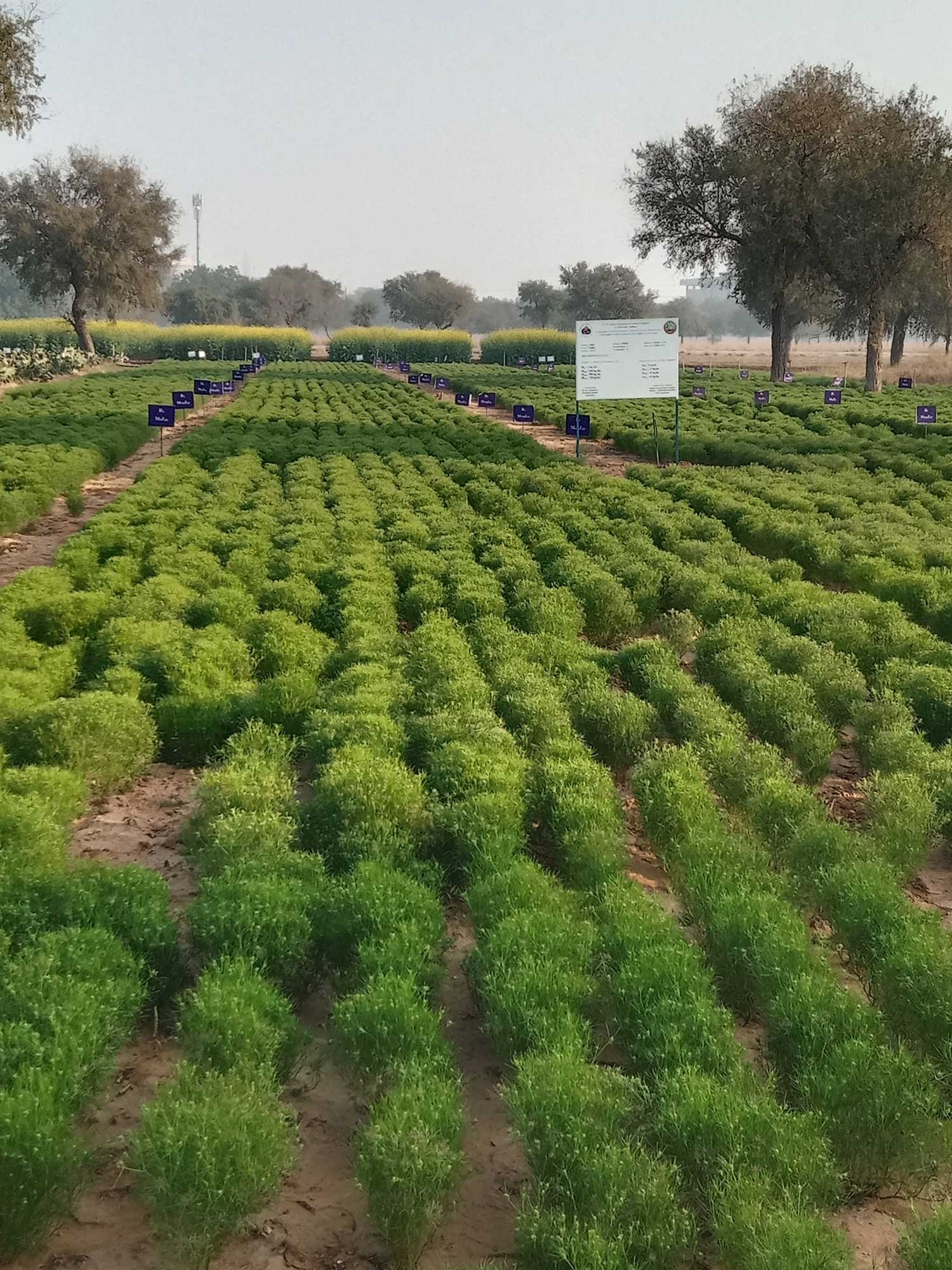 OrganicFarming6