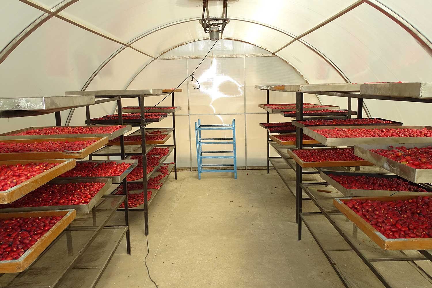 PostHarvest1
