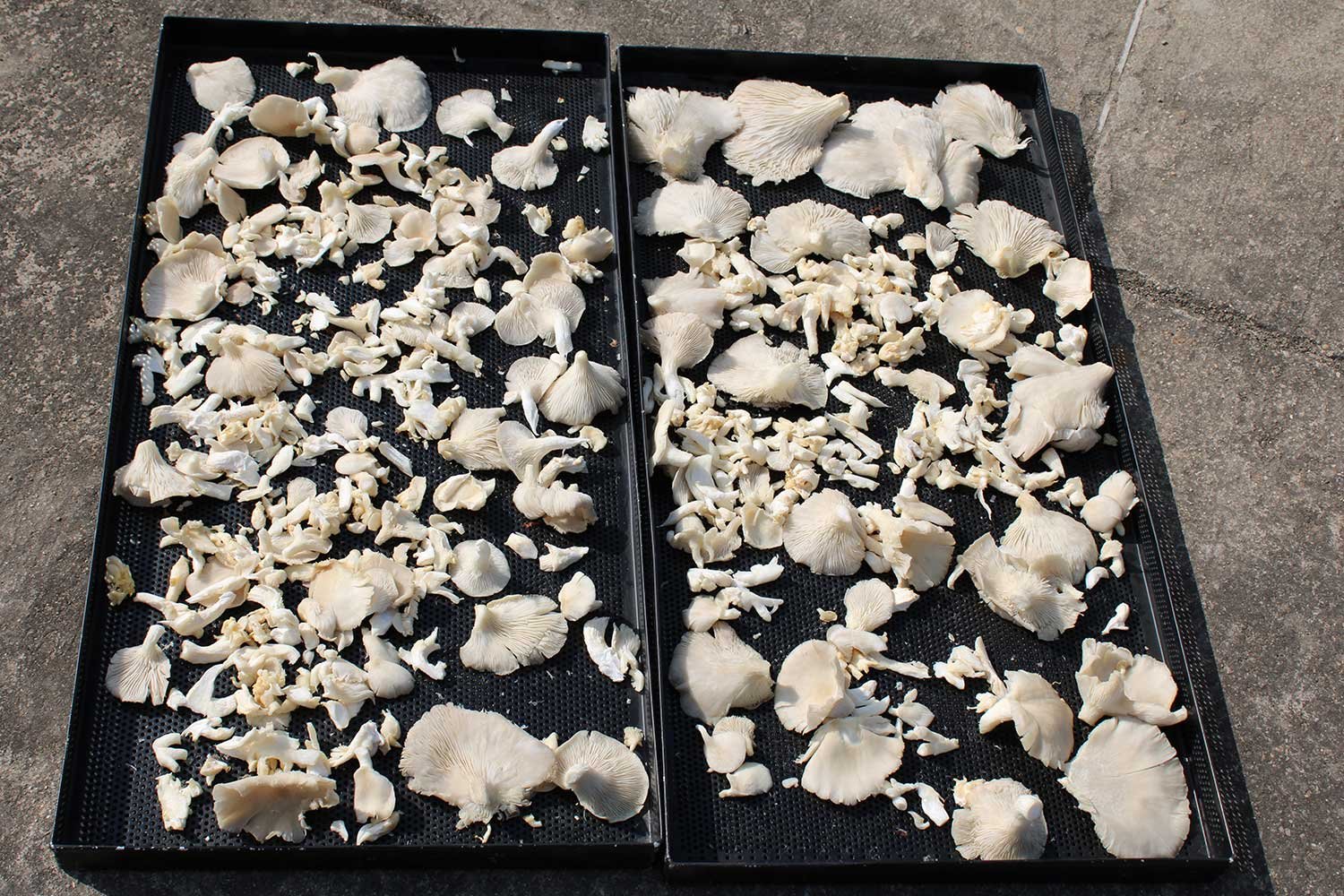 PostHarvest8