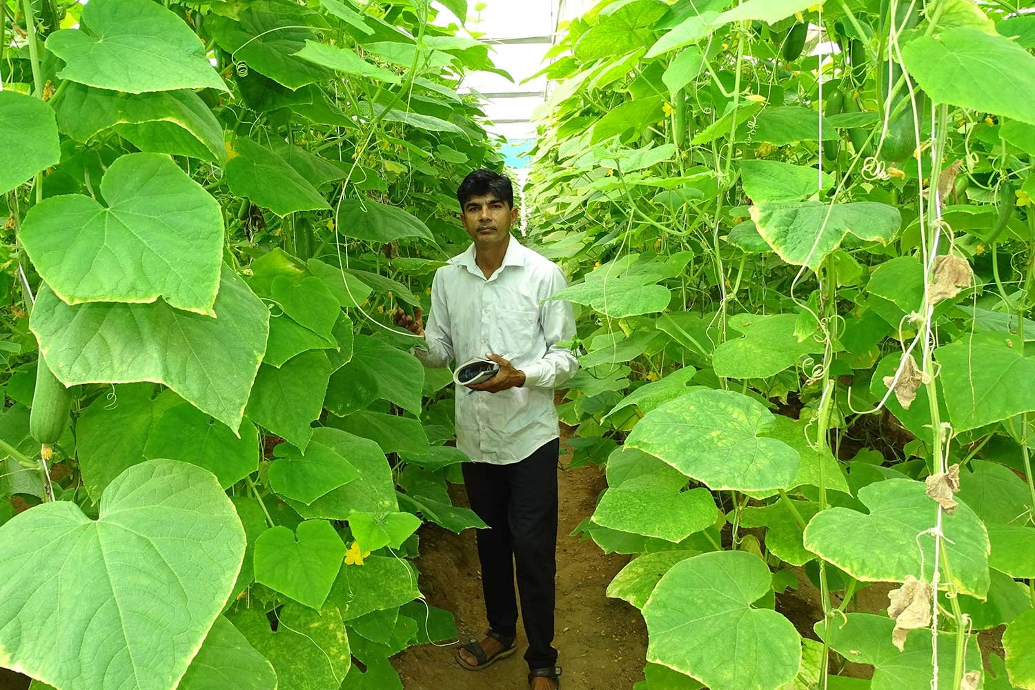 ProductionCultivation15