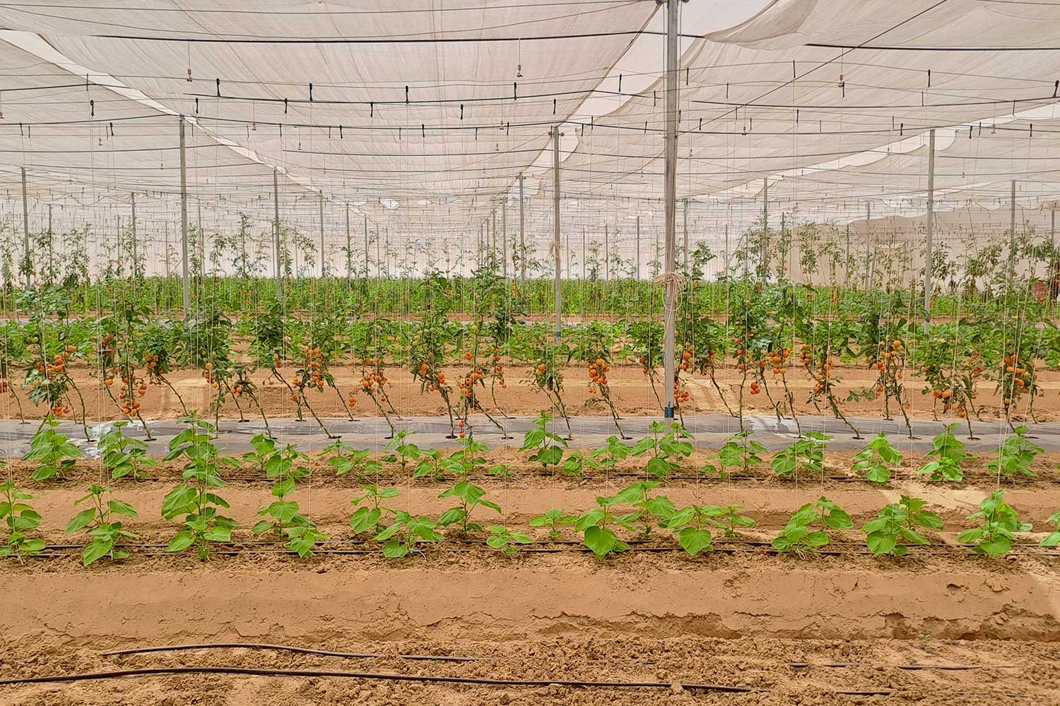 ProductionCultivation7