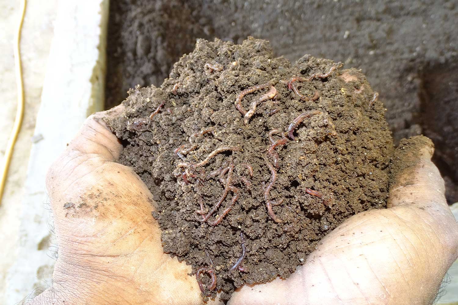 VermiCompost