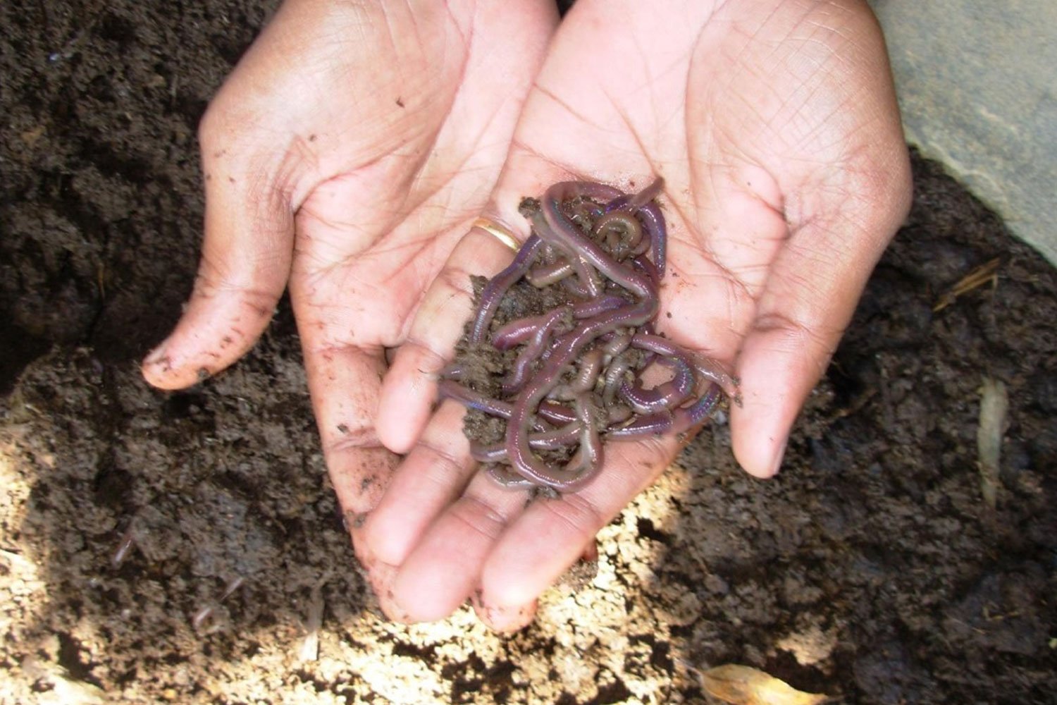 VermiCompost5