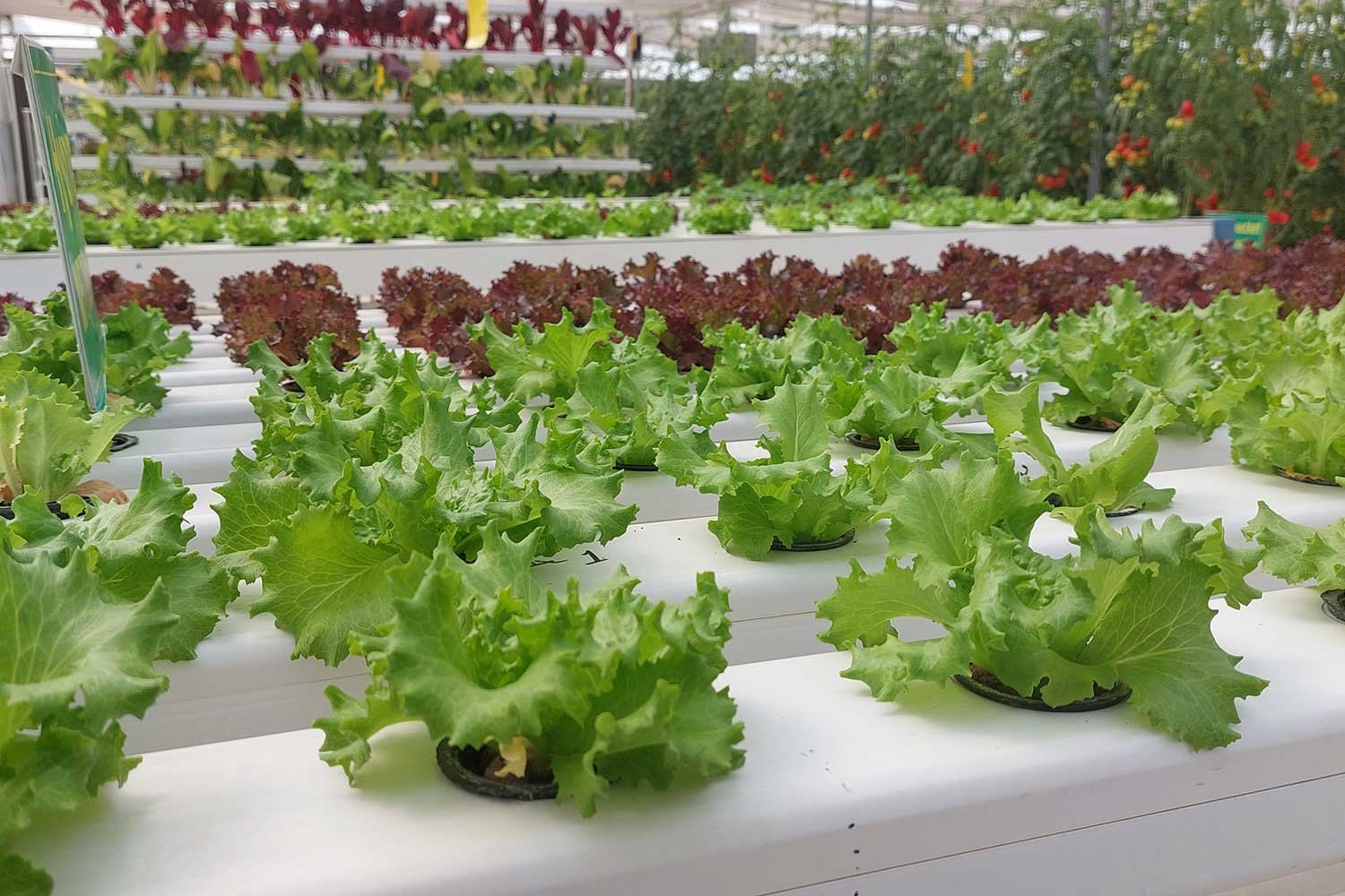 hydroponics5