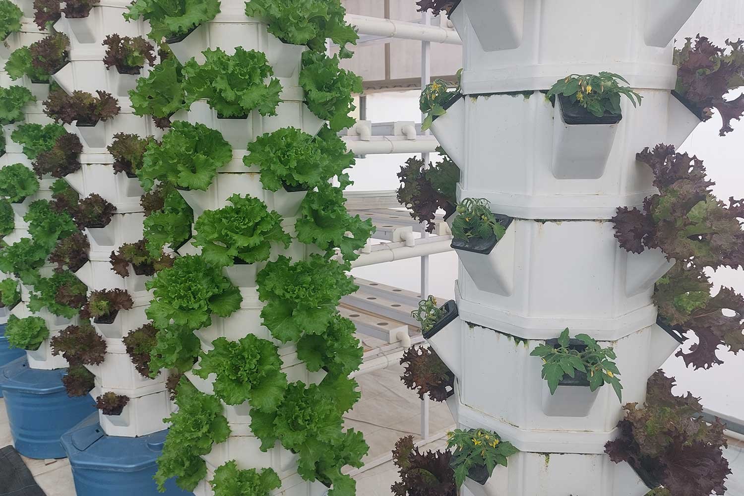hydroponics6